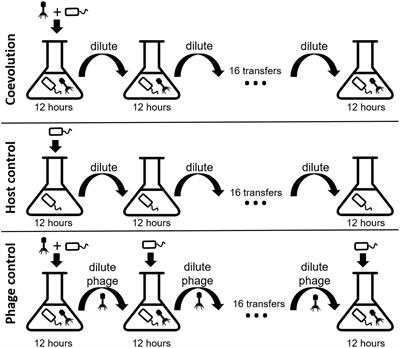 Predictable Molecular Adaptation of Coevolving Enterococcus faecium and Lytic Phage EfV12-phi1